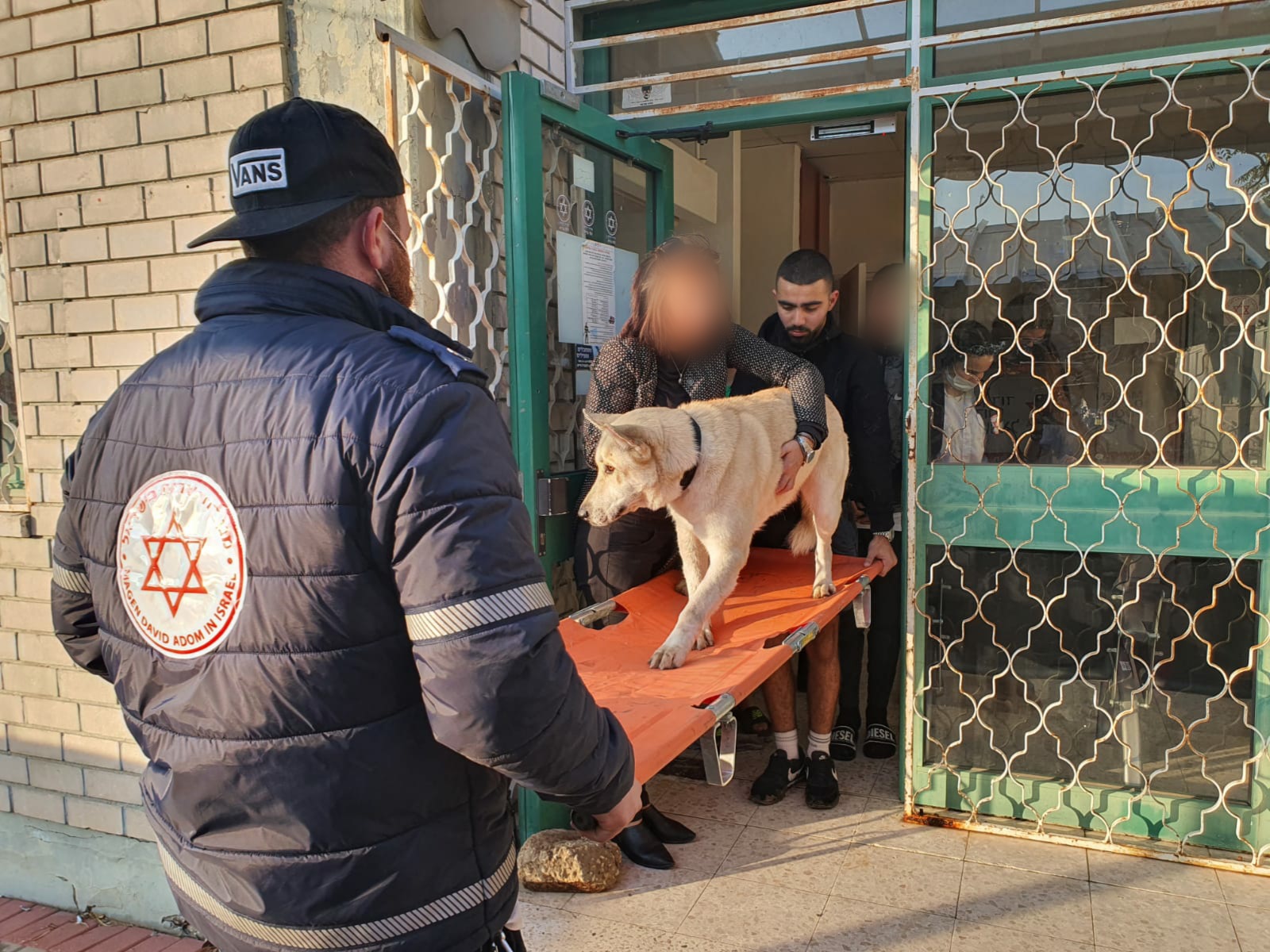 כלב אקיטה יפני פינה את עצמו למד"א