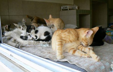 מבצע עיקור וסירוס חתולים חסרי בית בלוד