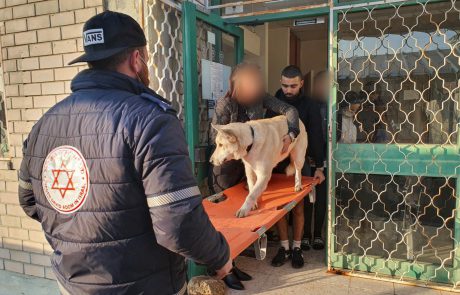 כלב אקיטה יפני נפגע ממכונית – ופינה עצמו לתחנת מד"א בגן יבנה